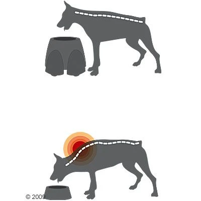 Comedero Alto Savic Ergo Feeder 7 Comedero Alto Savic Ergo Feeder - Imagen 7