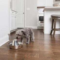 Bebedero Fuente Drinkwell Seaside De PetSafe De Acero -Gatos Perros Suministros Tienda 145896 radiosystems petsafe edelstahl trinkbrunnen kustenrauschen 1 8l hs 06 1