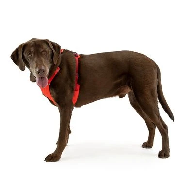 Arnés Ruffwear New Front Range Rojo Para Perros - Imagen 11