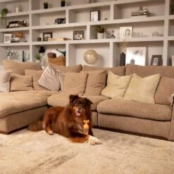 Pet Head Ditch The Dirt Champú Para Perros -Gatos Perros Suministros Tienda 159700 companyofanimals pethead ditchthedirt shampoo 300ml hs 06 9