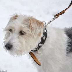 Collar De Cuero Heim Stars 12 Collar De Cuero Heim Stars -Gatos Perros Suministros Tienda 160891 heim halsband stars 8 1