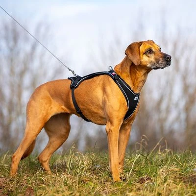 Arnés Curli Belka Comfort Negro Para Perros 10 Arnés Curli Belka Comfort Negro Para Perros - Imagen 10