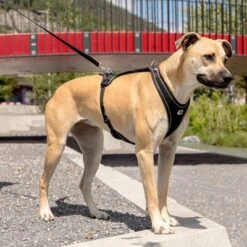 Arnés Curli Belka Comfort Negro Para Perros 15 Arnés Curli Belka Comfort Negro Para Perros -Gatos Perros Suministros Tienda 176034 curli belka comfort geschirr schwarz hs 09 6