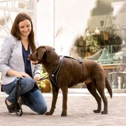 Arnés Curli Belka Comfort Negro Para Perros 22 Arnés Curli Belka Comfort Negro Para Perros -Gatos Perros Suministros Tienda 176034 curli belka comfort geschirr schwarz hs 11 2