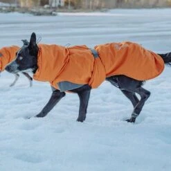 Abrigo Invernal Bare Sunrise Hurtta Para Perros 24 Abrigo Invernal Bare Sunrise Hurtta Para Perros -Gatos Perros Suministros Tienda 188296 188297 188298 188299 188300 188301 188302 hurtta forzooplus bare winterjacke sunrise hs 17 5