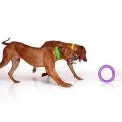 Ferplast Puller Juguete Para Perros 21 Ferplast Puller Juguete Para Perros -Gatos Perros Suministros Tienda 199296 ferplastitalien ferplast hundespielzeug puller midi 27cm hs 08 9