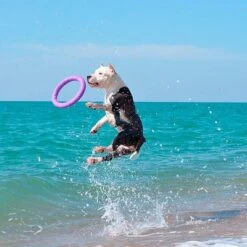 Ferplast Puller Juguete Para Perros 28 Ferplast Puller Juguete Para Perros -Gatos Perros Suministros Tienda 199296 ferplastitalien ferplast hundespielzeug puller midi 27cm hs 20 9