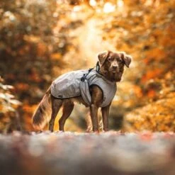 Abrigo HUNTER Uppsala Para Perros 28 Abrigo HUNTER Uppsala Para Perros -Gatos Perros Suministros Tienda 213996 213997 213998 212936 212937 212938 212939 hunter hundemantel uppsala bejie hs 20 4