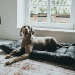 Cama Hunter Bologna Negra Para Perros -Gatos Perros Suministros Tienda 214699 214700 hunter hundebett bologna schwarz hs 10 8