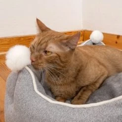 Cama Crown Para Mascotas -Gatos Perros Suministros Tienda 233898 crown mit katze fg 8999 6