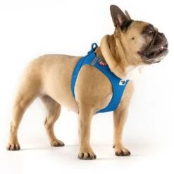 Arnés Curli Vest Clasp Air-Mesh Azul Para Perros -Gatos Perros Suministros Tienda 267307 267497 267498 267499 267500 curli vest geschirr clasp airmesh blau hs 03 6