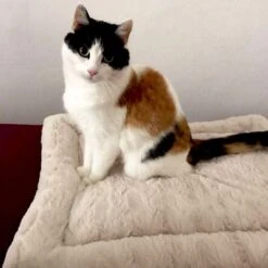 Self Heating Bed Cojín Para Perros -Gatos Perros Suministros Tienda 288354 291896 waagenschmitt hundekissen selfheating bed hs 10 2