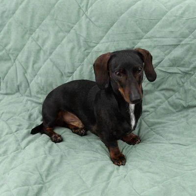 Manta Para Perros Modern Living Victoria 3 Manta Para Perros Modern Living Victoria - Imagen 3