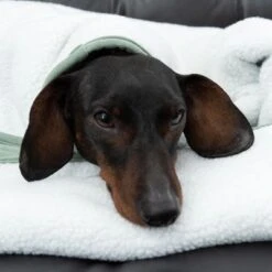 Manta Para Perros Modern Living Victoria 23 Manta Para Perros Modern Living Victoria -Gatos Perros Suministros Tienda 318002 decke victoria fg 6055 4