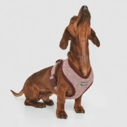 Arnés Nomad Tales Calma Burdeos Para Perros -Gatos Perros Suministros Tienda 324717 nomad tales calma burgundy 02 4