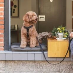 Arnés Nomad Tales Blush ébano Para Perros -Gatos Perros Suministros Tienda 325399 nomad tales blush geschirr ebony 01 2