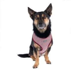 Arnés Nomad Tales Calma Burdeos Para Perros -Gatos Perros Suministros Tienda 325599 calma fg 7759 9