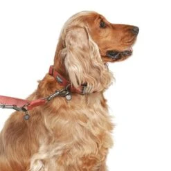 Correa Nomad Tales Blush Vino Para Perros -Gatos Perros Suministros Tienda 325600 325601 nomadtales blush hundeleine rose hs 03 9