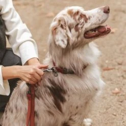 Correa Nomad Tales Blush Vino Para Perros -Gatos Perros Suministros Tienda 325600 325601 nomadtales blush hundeleine rose hs 05 0