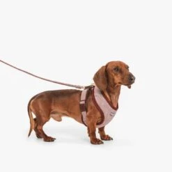 Correa Nomad Tales Calma Burdeos Para Perros -Gatos Perros Suministros Tienda 325899 nomad tales calma hundeleine burgudy 120cm 02 8