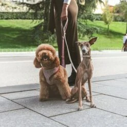 Correa Nomad Tales Calma Burdeos Para Perros -Gatos Perros Suministros Tienda 325899 nomad tales calma hundeleine burgudy 120cm 03 3