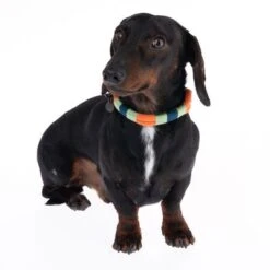 Collar Nomad Tales Spirit Mandarina Para Perros -Gatos Perros Suministros Tienda 328796 spirit xs fg 7642 9