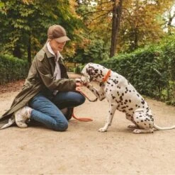 Collar Nomad Tales Spirit Mandarina Para Perros -Gatos Perros Suministros Tienda 328896 nomad tales halsband tangerine leine 02 8