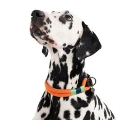 Collar Nomad Tales Spirit Mandarina Para Perros -Gatos Perros Suministros Tienda 328997 spirit l fg 7427 6