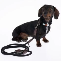 Correa Ajustable Nomad Tales Spirit ébano Para Perros 18 Correa Ajustable Nomad Tales Spirit ébano Para Perros -Gatos Perros Suministros Tienda 329001 329396 spirit xs fg 7727 4