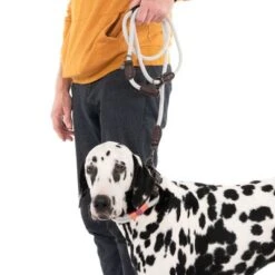 Correa Ajustable Nomad Tales Spirit Piedra Para Perros 18 Correa Ajustable Nomad Tales Spirit Piedra Para Perros -Gatos Perros Suministros Tienda 329296 329397 spirit l fg 7494 9