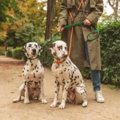 Collar Nomad Tales Spirit Mandarina Para Perros -Gatos Perros Suministros Tienda 329297 nomad tales spirit leine tangerine 05 0