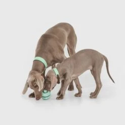 Pelota Portasnacks Nomad Tales Bloom Snack Roller Juguete Para Perros 11 Pelota Portasnacks Nomad Tales Bloom Snack Roller Juguete Para Perros -Gatos Perros Suministros Tienda 333015 nomad tales snack ball 02 1