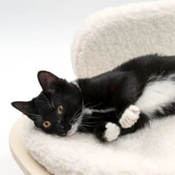 Sofá Osaka Modern Living Para Mascotas -Gatos Perros Suministros Tienda 342803 modern living osaka katze 0644 6