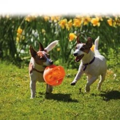 KONG Jumbler Pelota Para Perros 12 KONG Jumbler Pelota Para Perros -Gatos Perros Suministros Tienda 439783 kong jumbler im einsatz 1