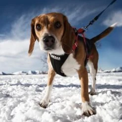 Arnés De Canicross NEEWA Running Rojo Para Perros 9 Arnés De Canicross NEEWA Running Rojo Para Perros -Gatos Perros Suministros Tienda 505648 hs neewa running harness rot hund 4