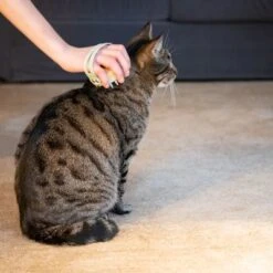 Kooa Cepillo Masajeador Para Gatos -Gatos Perros Suministros Tienda 62207 21 kooa haustierbuerste hpc2208 1000x 5