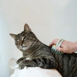 Kooa Cepillo Masajeador Para Gatos -Gatos Perros Suministros Tienda 62207 22 kooa haustierbuerste hpc2208 1000x 0