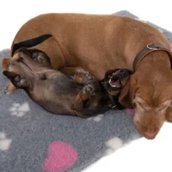 Manta Térmica Isobed Para Perros 23 Manta Térmica Isobed Para Perros -Gatos Perros Suministros Tienda 65084 isobed zooplus dsc3141 2