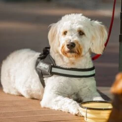 Julius K9 Arnés Julius-K9 IDC® Power Negro Para Perros -Gatos Perros Suministros Tienda 65902 julius k9 idc powergeschirr schwarz hs10 7