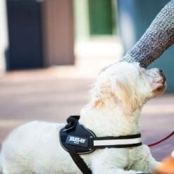 Julius K9 Arnés Julius-K9 IDC® Power Negro Para Perros -Gatos Perros Suministros Tienda 65902 julius k9 idc powergeschirr schwarz hs8 3