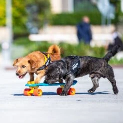 Julius K9 Arnés Julius-K9 IDC® Power Negro Para Perros -Gatos Perros Suministros Tienda 65902 julius k9 idc powergeschirr schwarz hs9 9