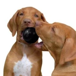 KONG Extreme Ball -Gatos Perros Suministros Tienda 74241 kong extremeball hs 03 6