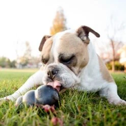 KONG Extreme Juguete Negro Para Perros 18 KONG Extreme Juguete Negro Para Perros -Gatos Perros Suministros Tienda 74319 kongextremeschwarz hs 05 5