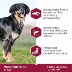 Eukanuba Daily Care Adult Monoproteico Con Salmón -Gatos Perros Suministros Tienda 8710255187822 2 4
