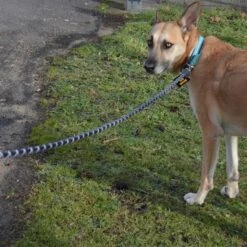 Julius K9 Correa Julius-K9 IDC® Cordino Para Perros -Gatos Perros Suministros Tienda 89141 juliusk9 idcropeleash hs 08 0