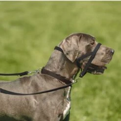 Collar Antitirada HALTI Para Perros -Gatos Perros Suministros Tienda 94507 coa halti kopfhalfter hs 04 3