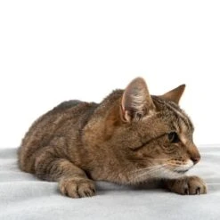 Manta Heim Lavable A Altas Temperaturas Para Mascotas 11 Manta Heim Lavable A Altas Temperaturas Para Mascotas -Gatos Perros Suministros Tienda 99720 kochfeste decke fg 4330 8