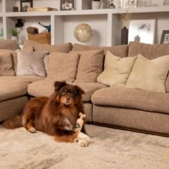 Pet Head Sensitive Soul Champú Para Perros -Gatos Perros Suministros Tienda companyofanimals pethead sensitivesoul set3teilig hs 08 9