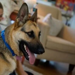 Puerta Extreme Weather Para Mascotas De Petsafe -Gatos Perros Suministros Tienda petsafe hundeklappe extremeweather hs 03 1