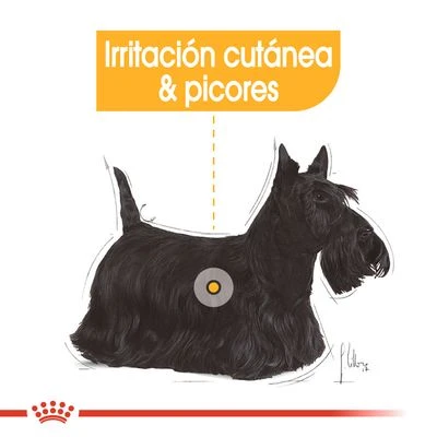 Royal Canin CCN Dermacomfort Mousse Para Perros 6 Royal Canin CCN Dermacomfort Mousse Para Perros - Imagen 6
